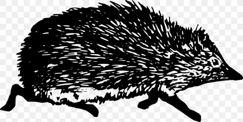 Hedgehog, PNG, 960x483px, Hedgehog, Black And White, Domesticated Hedgehog, Echidna, Erinaceidae Download Free