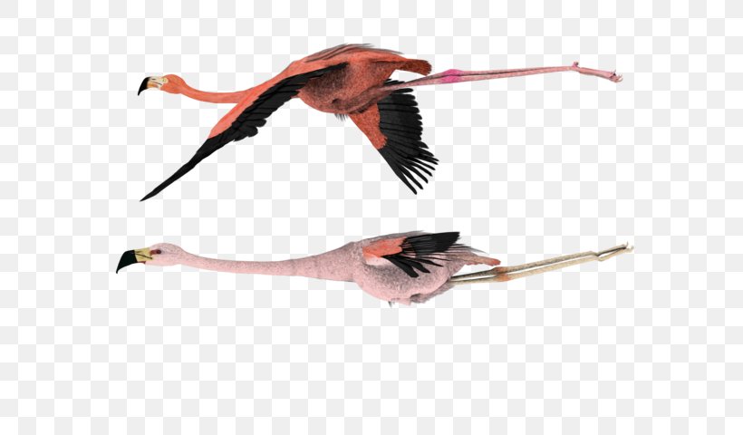 Hummingbird Flamingo Wing, PNG, 600x480px, Bird, Beak, Crane, Crane Like Bird, Feather Download Free