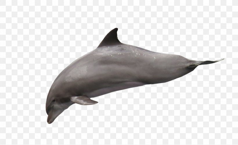 Dolphin Download Clip Art, PNG, 2047x1253px, Dolphin, Common Bottlenose Dolphin, Fauna, Image Resolution, Mammal Download Free