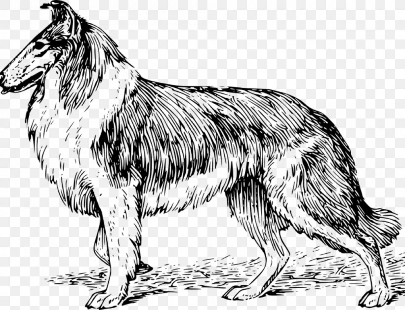 Rough Collie Border Collie Puppy German Shepherd Dobermann, PNG, 1000x766px, Rough Collie, American Kennel Club, Black And White, Border Collie, Breed Download Free