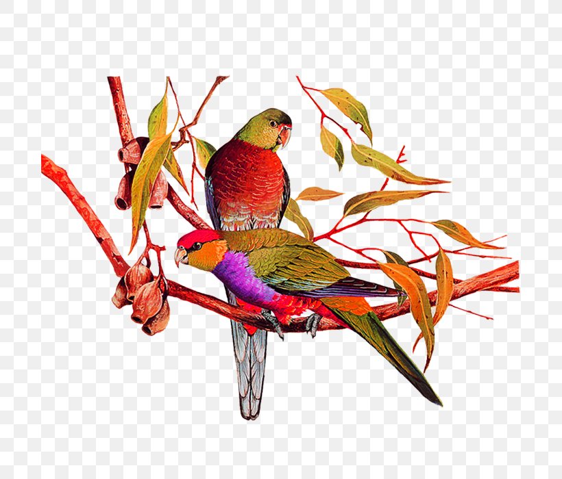 Bird Amazon Parrot Painting, PNG, 700x700px, Bird, Amazon Parrot, Art, Artist, Beak Download Free