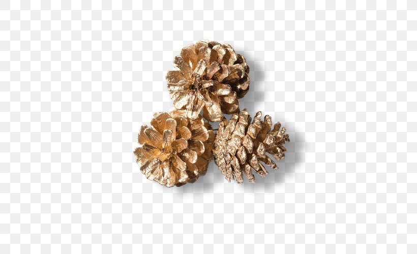 Conifer Cone Download, PNG, 500x500px, Conifer Cone, Cone, Conifers, Flower, Information Download Free