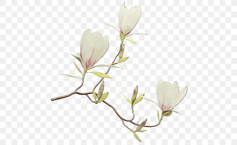 Family Tree Background, PNG, 500x500px, Southern Magnolia, Branch, Chinese Magnolia, Flower, Magnolia Download Free