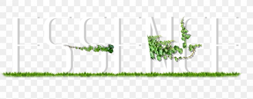 Grasses Plant Stem Leaf Tree Font, PNG, 836x330px, Grasses, Family, Flora, Grass, Grass Family Download Free