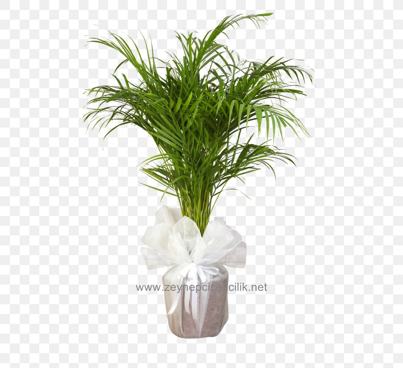 Howea Forsteriana Areca Palm Arecaceae Chamaedorea Howea Belmoreana, PNG, 750x750px, Howea Forsteriana, Areca Palm, Arecaceae, Arecales, Chamaedorea Download Free