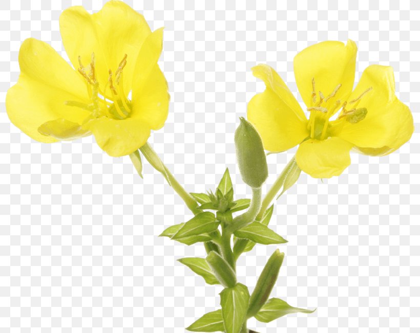 Large-flowered Evening-primrose Narrow-leaved Sundrops Common Evening-primrose Oil, PNG, 800x651px, Narrowleaved Sundrops, Brassica Rapa, Common Eveningprimrose, Cut Flowers, Evening Primrose Download Free