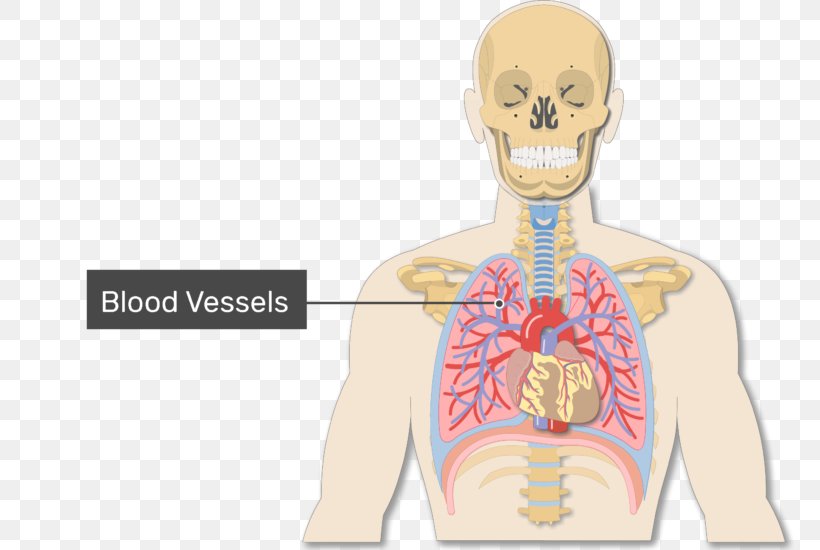 Lung Blood Vessel Alveolar Duct Anatomy, PNG, 770x550px, Watercolor, Cartoon, Flower, Frame, Heart Download Free