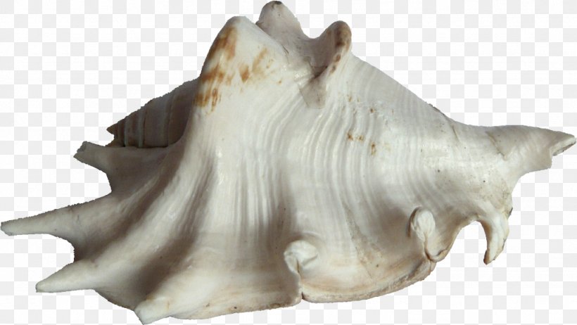 Bivalvia Seashell Clam Mussel Oyster, PNG, 1024x577px, Bivalvia, Clam, Clams Oysters Mussels And Scallops, Conch, Conkers Download Free