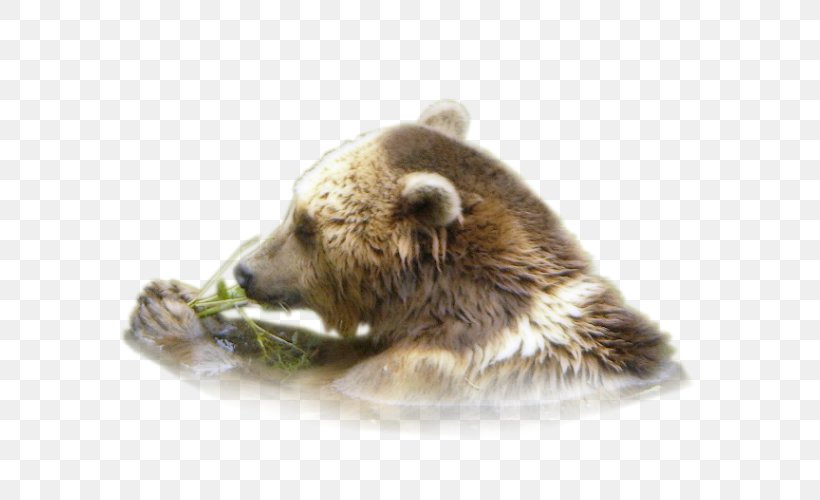 Grizzly Bear Fur Alaska Peninsula Brown Bear Terrestrial Animal, PNG, 600x500px, Grizzly Bear, Alaska Peninsula Brown Bear, Animal, Bear, Brown Bear Download Free