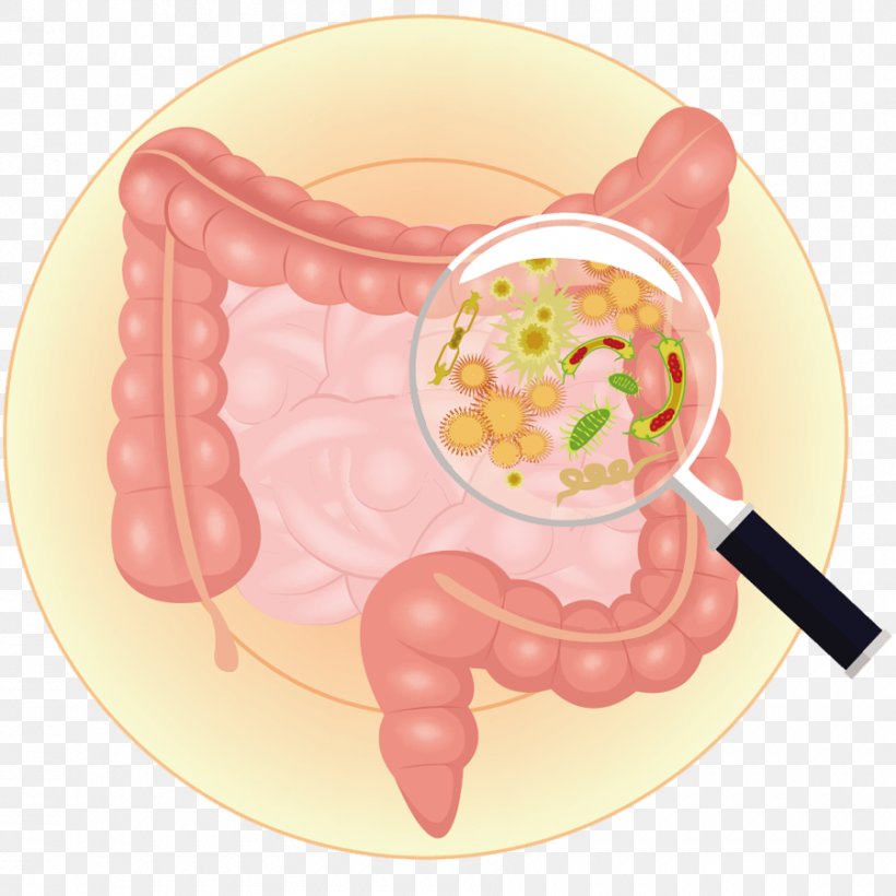 Gut Flora Gastrointestinal Tract Bacteria Large Intestine Prebiotic, PNG, 900x900px, Gut Flora, Bacteria, Digestion, Dish, Dishware Download Free