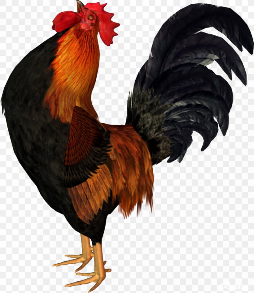 Rooster Chicken Meat Feather Wing Png X Px Chicken Animation