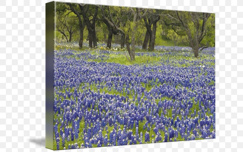 Bluebonnet Gallery Wrap English Lavender Meadow Texas, PNG, 650x513px, Bluebonnet, Art, Canvas, Ecosystem, English Lavender Download Free