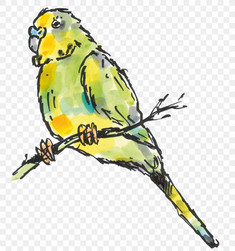 Budgerigar Lovebird Parakeet Macaw, PNG, 900x963px, Budgerigar, Beak, Bird, Bird Supply, Common Pet Parakeet Download Free