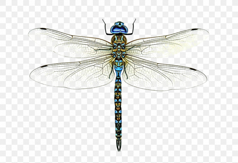 Dragonfly Broad-bodied Chaser Damselflies Beetles Cordulegaster Heros, PNG, 1597x1098px, Watercolor, Beetles, Damselflies, Dragonfly, Insects Download Free