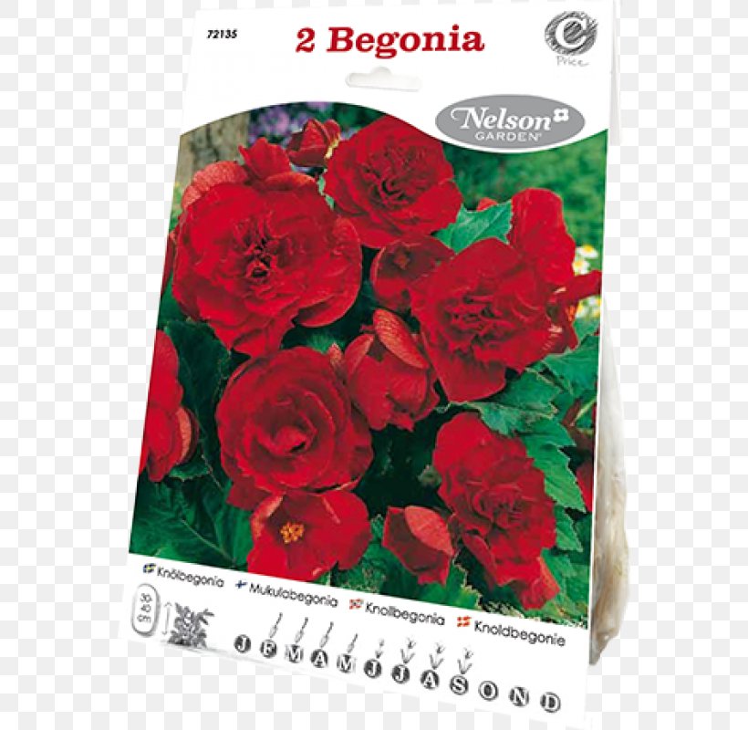 Garden Roses La Recoleta Cemetery Petal Font, PNG, 800x800px, Garden Roses, Cemetery, Chocolate, Dahlia, Flower Download Free