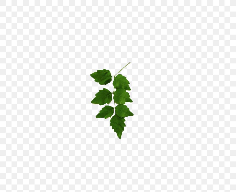 Leaf Green Tree Pattern, PNG, 783x666px, Symmetry, Grass, Green, Leaf, Pattern Download Free