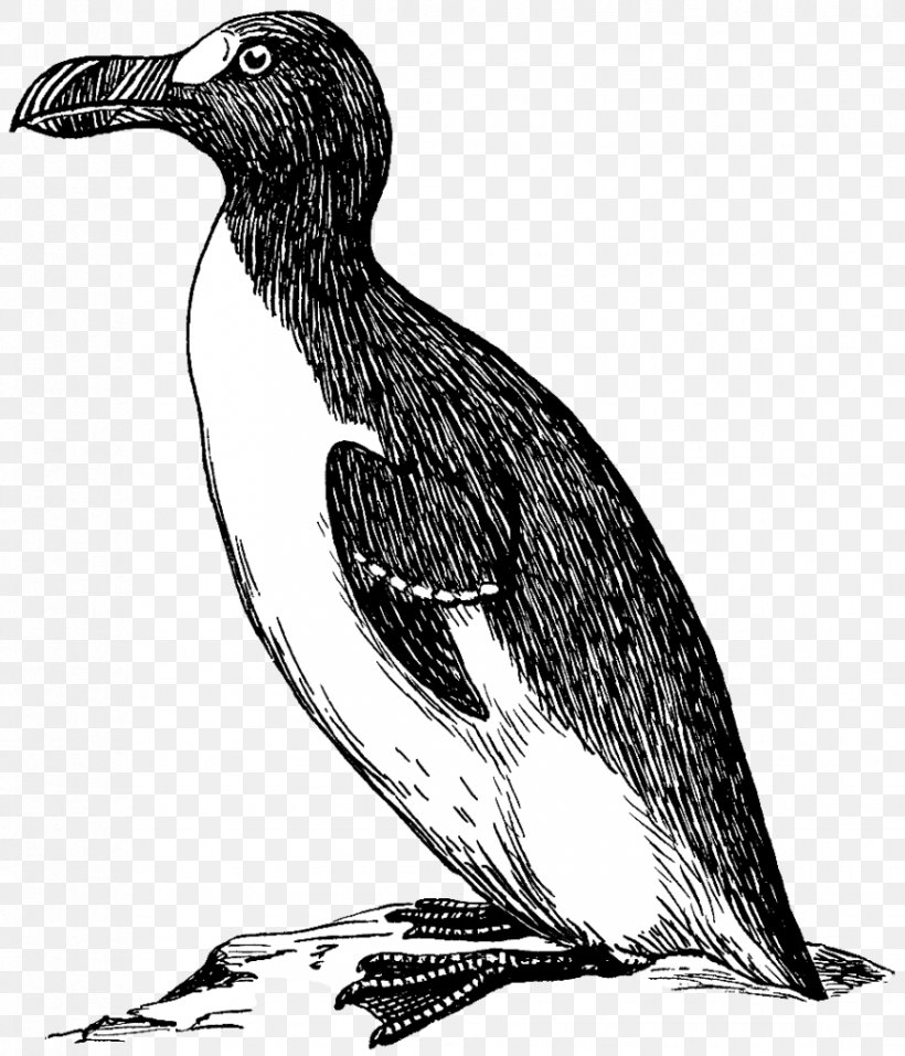 Penguin Great Auk Clip Art Vector Graphics Bird, PNG, 877x1024px, Penguin, Atlantic Puffin, Auk, Beak, Bird Download Free