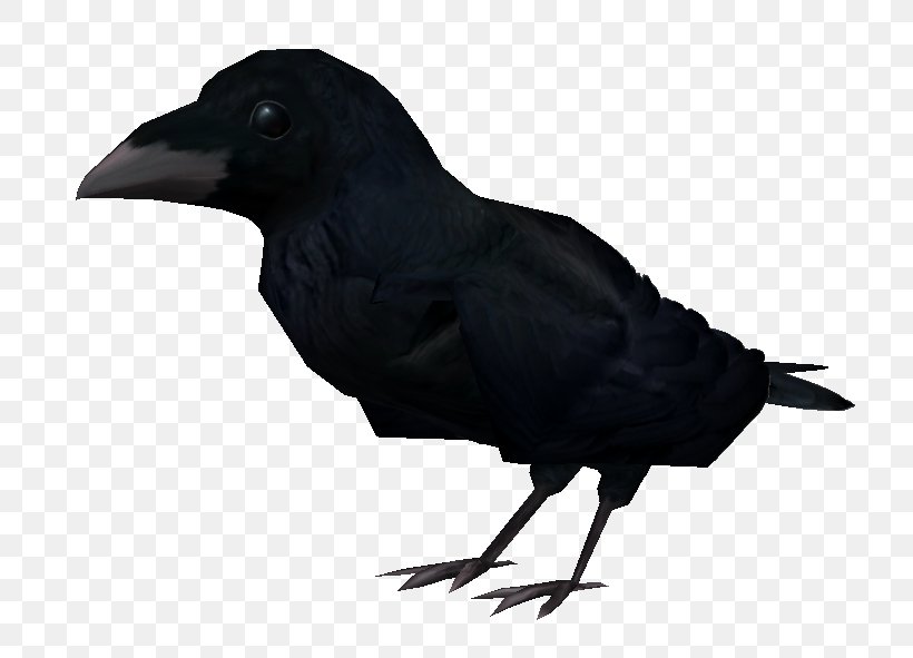 American Crow The Elder Scrolls II: Daggerfall Shivering Isles The Elder Scrolls III: Bloodmoon New Caledonian Crow, PNG, 757x591px, American Crow, Adolescence, Beak, Bestiary, Bird Download Free