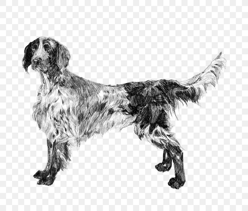 English Setter Small Münsterländer Russian Spaniel Dog Breed Large Münsterländer, PNG, 700x700px, English Setter, Black And White, Breed, Carnivoran, Companion Dog Download Free