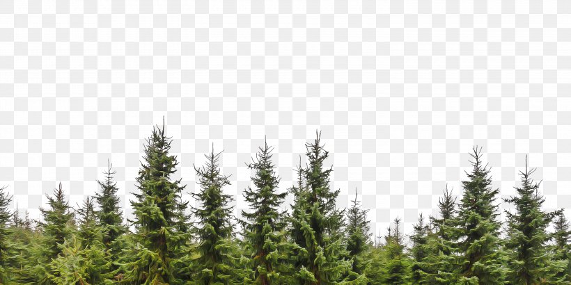Family Tree Background, PNG, 3000x1500px, Pine, American Larch, Atmospheric Phenomenon, Balsam Fir, Biome Download Free