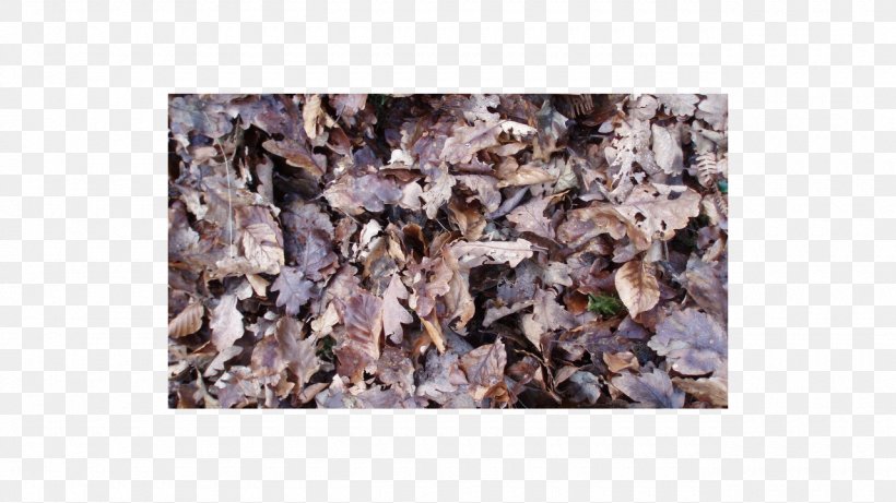 Photography Oak, PNG, 1280x720px, Photography, Autumn, Brown, Camouflage, Decomposition Download Free