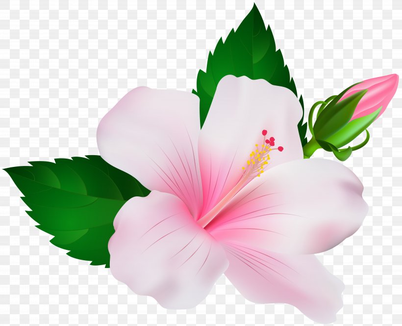 Shoeblackplant Clip Art, PNG, 8000x6483px, Hibiscus, Chinese Hibiscus, Color, Flower, Flowering Plant Download Free