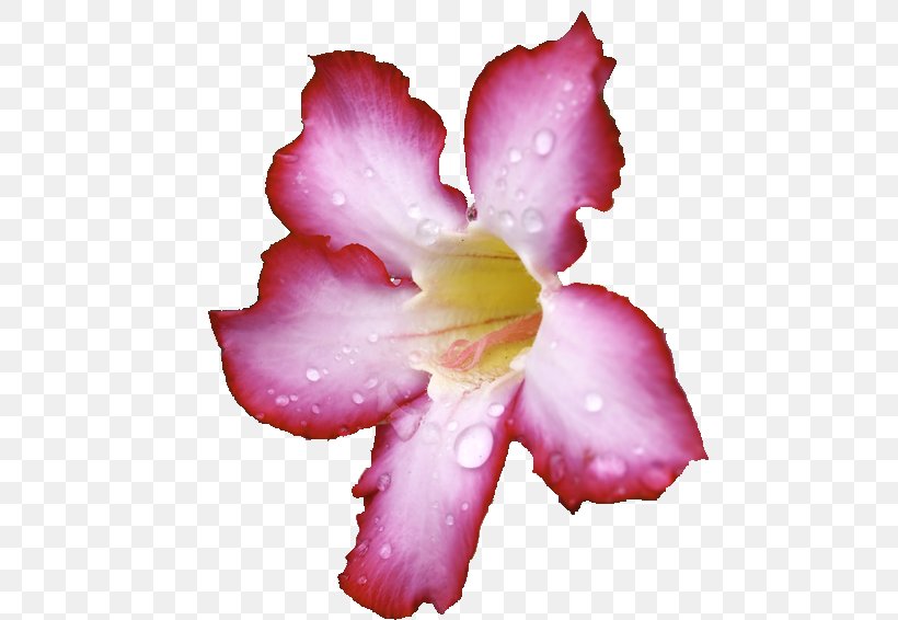 Azalea Iris Family Rose Family Pink M, PNG, 474x566px, Azalea, Cattleya, Cattleya Orchids, Family, Flower Download Free