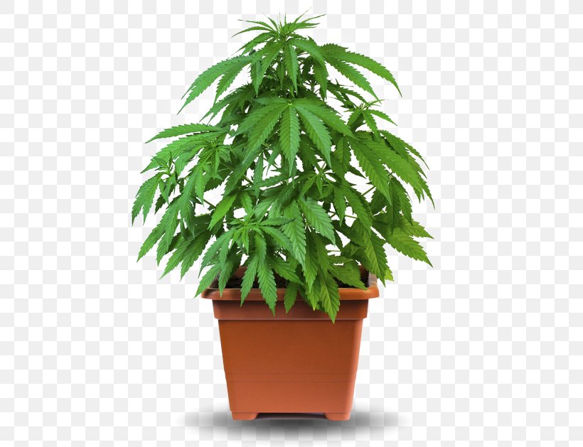 Cannabis Cultivation Medical Cannabis Hemp Grow Box, PNG, 477x629px, Cannabis, Cannabis Cultivation, Cannabis Smoking, Evergreen, Flowerpot Download Free