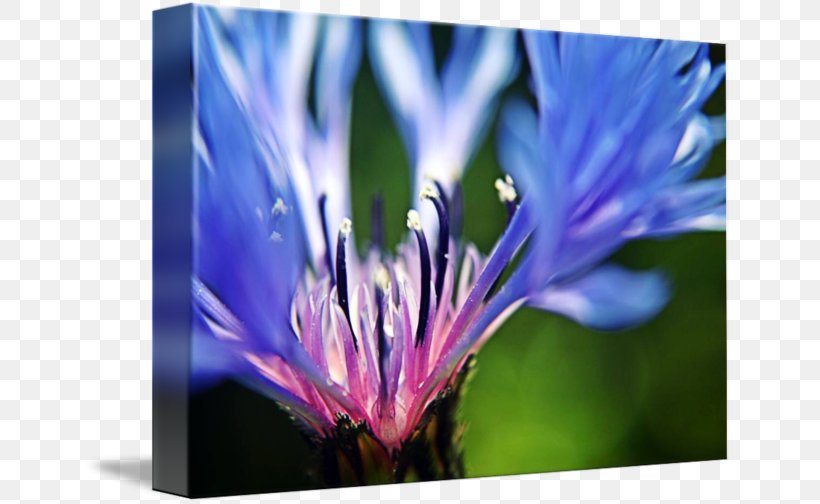 Cornflower Blue Fine Art Photography, PNG, 650x504px, Cornflower, Art, Bathroom, Bedroom, Blue Download Free