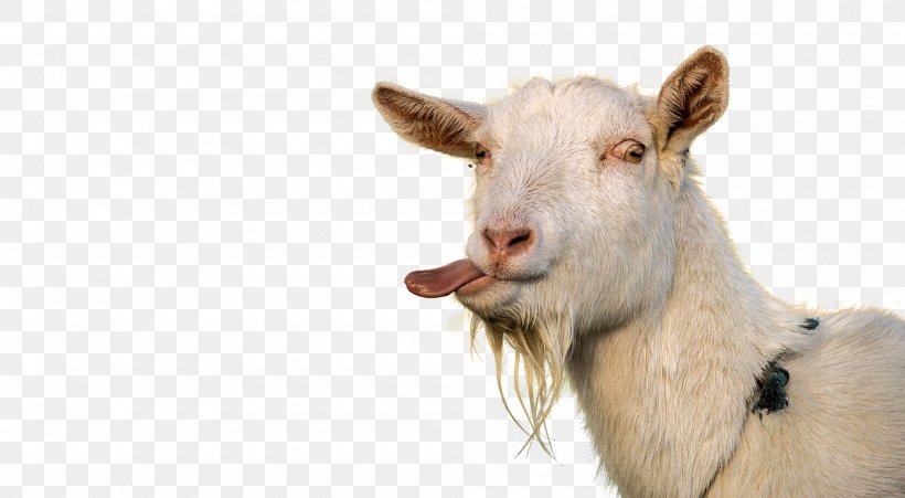 Goat Sheep Tongue Caprinae Livestock, PNG, 2000x1100px, Goat, Animal, Antelope, Caprinae, Cow Goat Family Download Free
