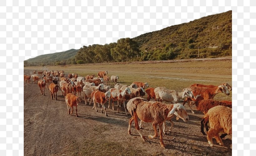 Herd Herding Ecoregion Pasture Steppe, PNG, 667x500px, Herd, Ecoregion, Herder, Herding, Landscape Download Free
