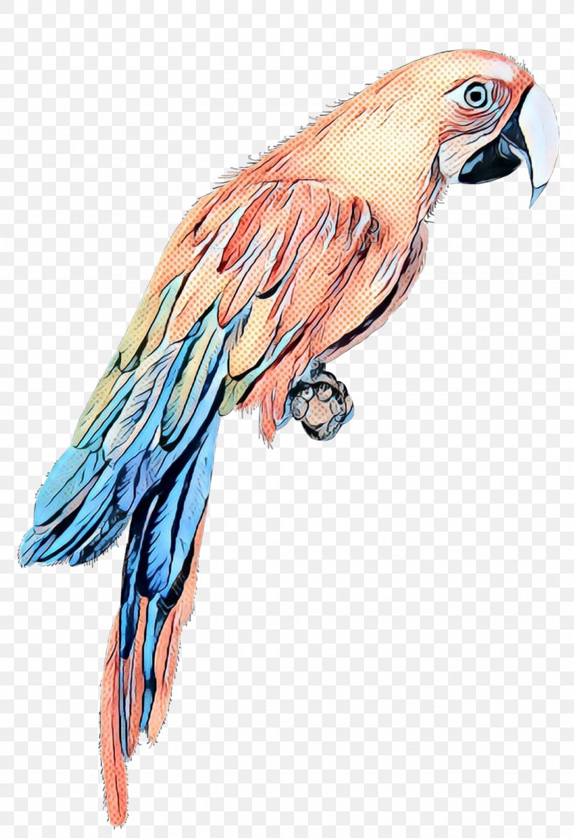 Macaw Parakeet Beak Feather Bird, PNG, 1024x1497px, Macaw, Beak, Bird, Bird Of Prey, Falconiformes Download Free