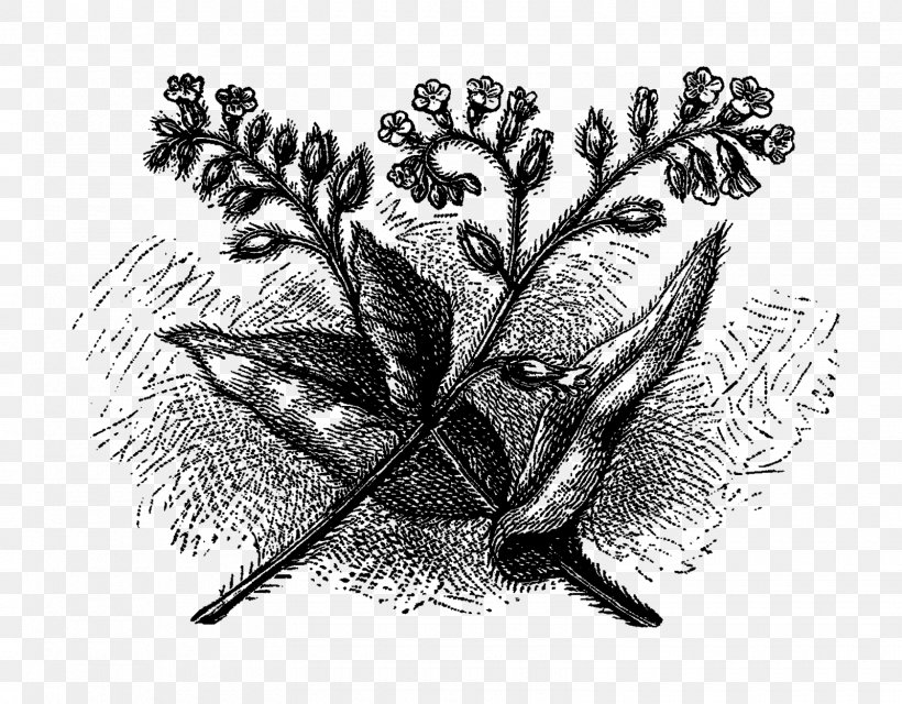 Visual Arts Drawing Botanical Illustration, PNG, 1600x1249px, Art, Artwork, Beak, Bird, Black And White Download Free