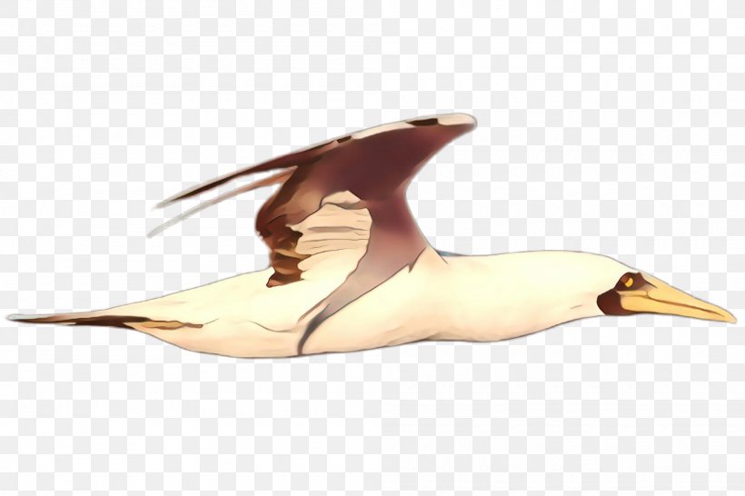 Bird Seabird Gannet Beak Water Bird, PNG, 2000x1332px, Cartoon, Beak, Bird, Gannet, Seabird Download Free