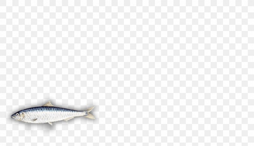 Body Jewellery Silver Fish, PNG, 956x550px, Body Jewellery, Body Jewelry, Fish, Jewellery, Silver Download Free