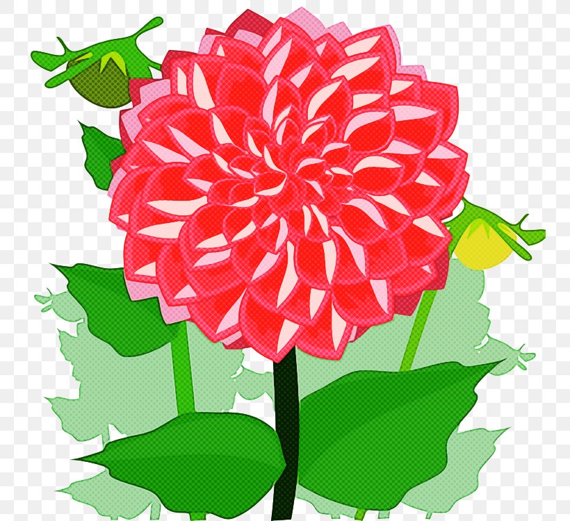 Flower Plant Dahlia Pink Petal, PNG, 750x750px, Flower, Carnation, Cut Flowers, Dahlia, Petal Download Free