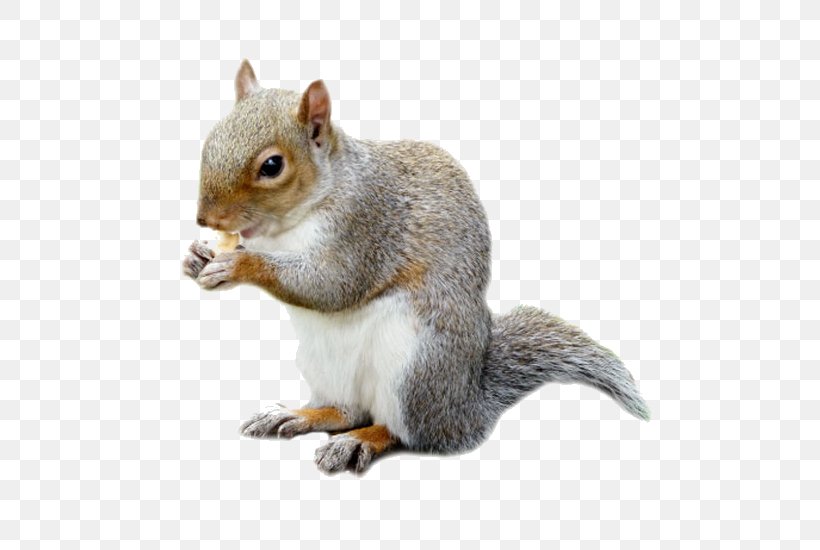 Fox Squirrel Rat Mouse Rodent, PNG, 550x550px, Fox Squirrel, Animal, Company, Crest Pest Control Ltd, Eastern Gray Squirrel Download Free
