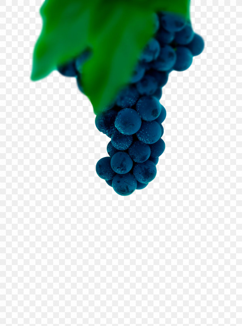 Grape Grapevines Cobalt Blue Fruit Turquoise, PNG, 1200x1620px, Grape, Cobalt, Cobalt Blue, Fruit, Grapevines Download Free