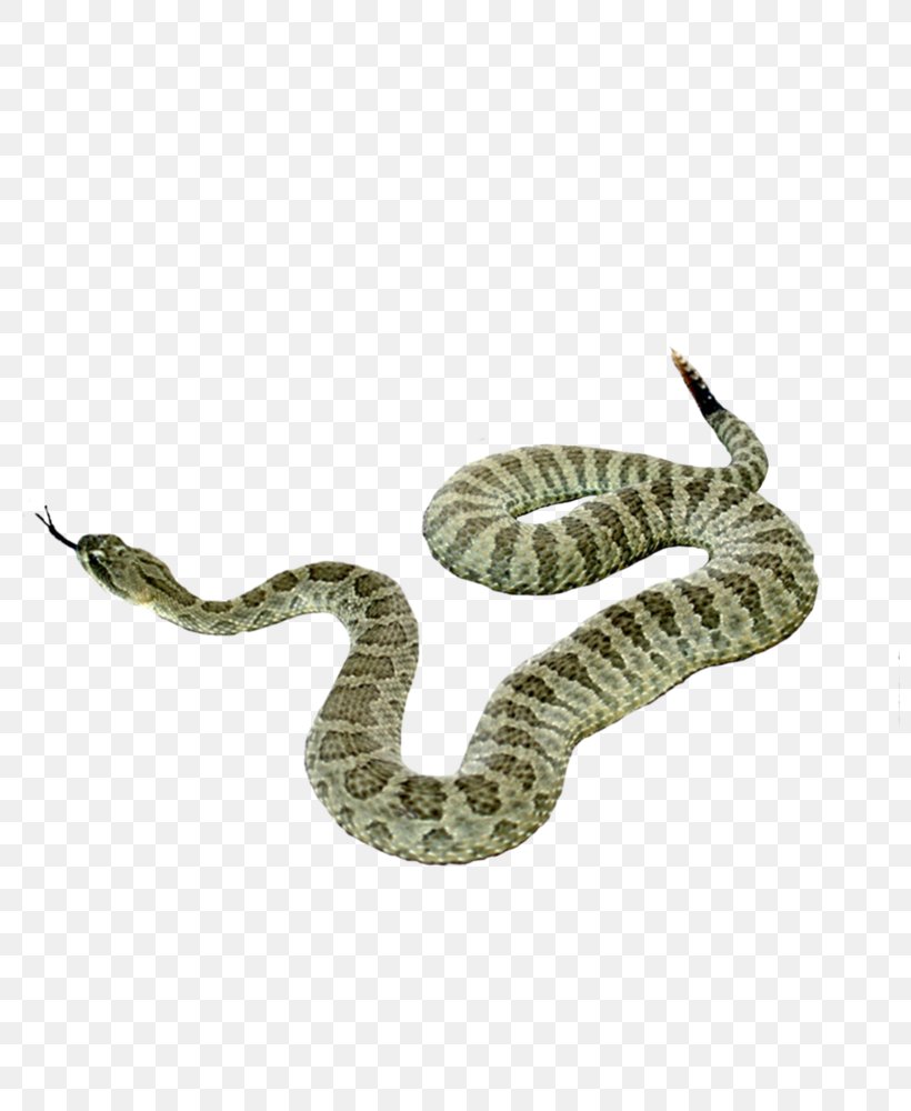 Snake Reptile, PNG, 800x1000px, Snake, Acrochordus Arafurae, Boa Constrictor, Boas, Hognose Snake Download Free