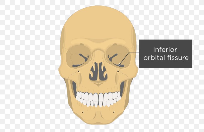 Vomer Lacrimal Bone Ethmoid Bone Nasal Concha, PNG, 770x531px, Vomer, Bone, Ethmoid Bone, Ethmoid Sinus, Facial Skeleton Download Free
