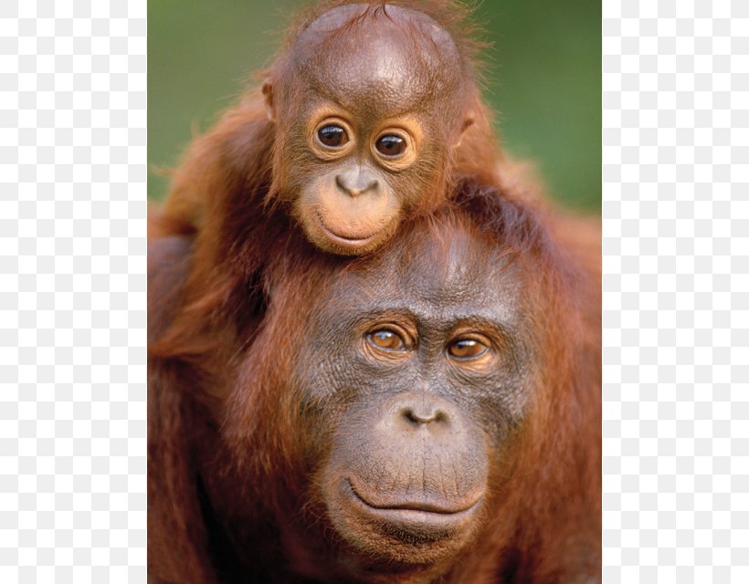 Ape Primate Orangutan Baby Tanjung Puting Anteater, PNG, 640x640px, Ape, Animal, Anteater, Baby Orangutans, Chimpanzee Download Free