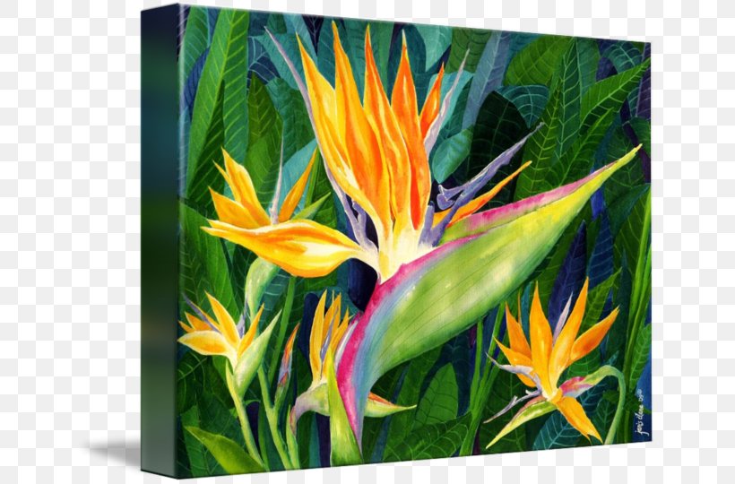 Bird-of-paradise Strelitzia Reginae Art Painting, PNG, 650x540px, Bird, Art, Artist, Bird Of Paradise Flower, Birdofparadise Download Free