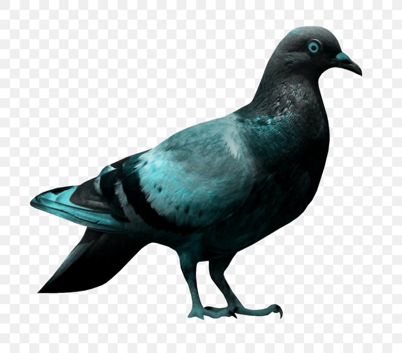 Columbidae Bird Japanese Wood Pigeon Clip Art, PNG, 800x720px, Columbidae, Beak, Bird, Columbiformes, Fauna Download Free