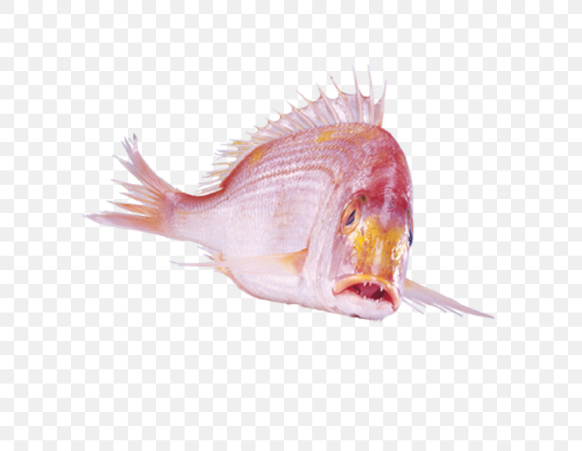 Fish Fish Snapper Red Seabream Deep Sea Fish, PNG, 648x635px, Fish, Deep Sea Fish, Red Seabream, Snapper, Tail Download Free