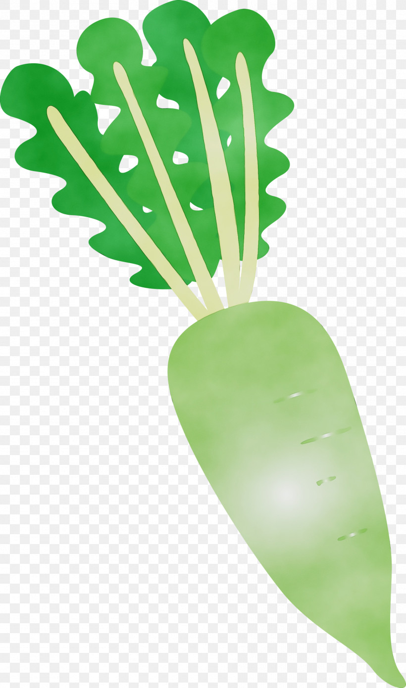 Leaf Plant Stem Plants Plant Structure Biology, PNG, 1768x3000px, Radish, Biology, Leaf, Paint, Plant Stem Download Free