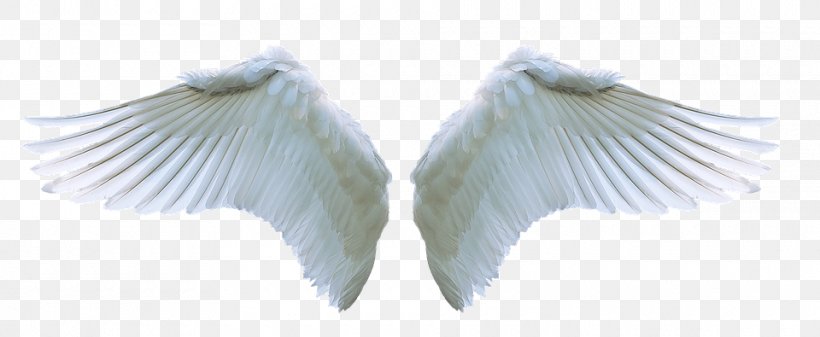 Angel Image Clip Art Stock.xchng, PNG, 960x395px, Angel, Angel Wing, Beak, Feather, Guardian Angel Download Free