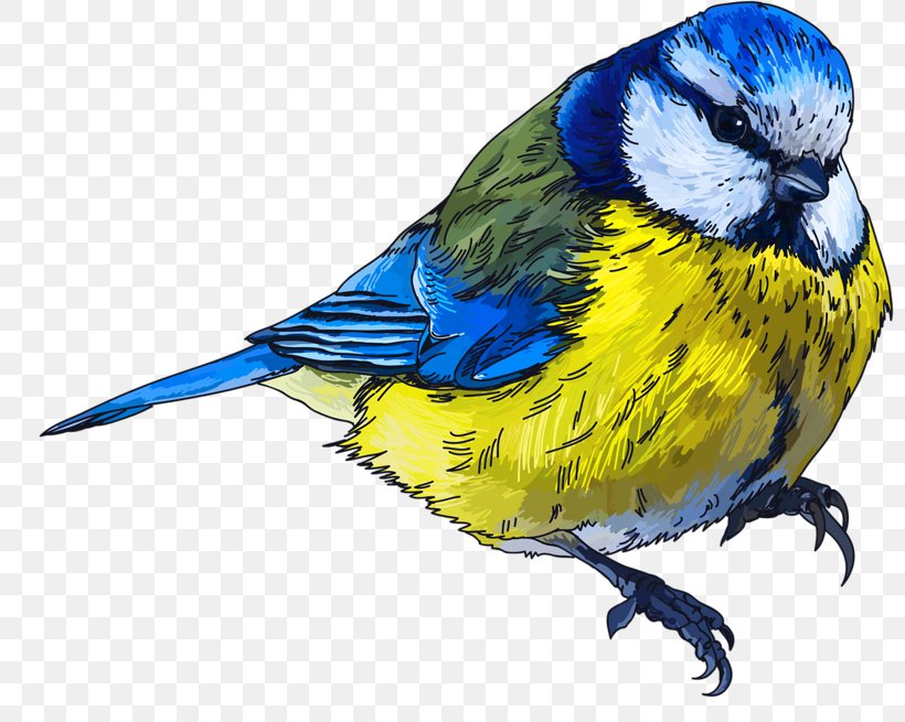 Bird Drawing Clip Art Image, PNG, 800x655px, Bird, Animal, Beak, Common Pet Parakeet, Crows Download Free