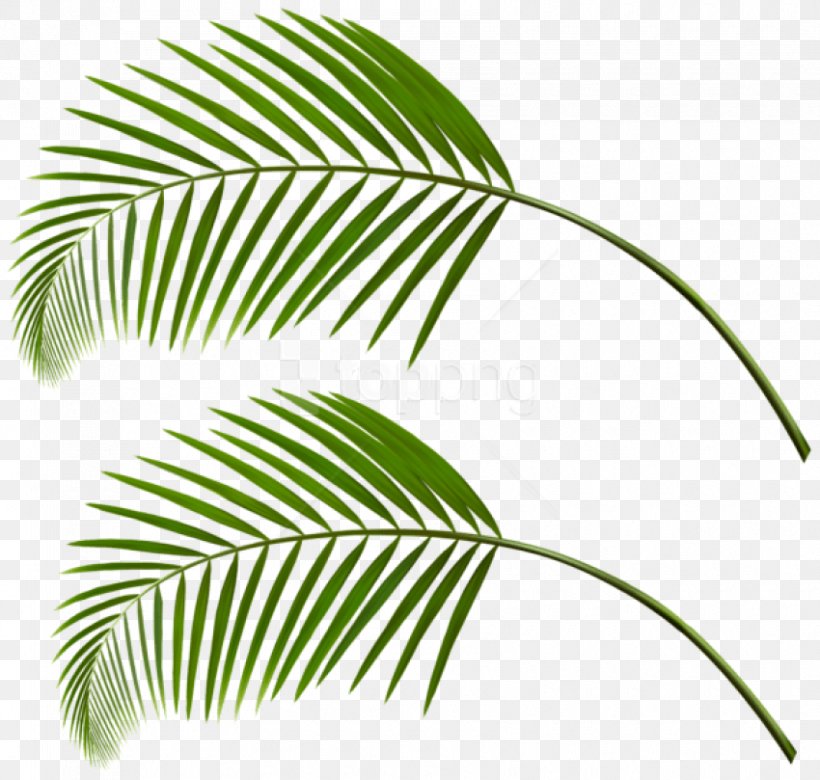 Clip Art Palm Trees Palm Branch Image, PNG, 850x809px, Palm Trees, Arecales, Asian Palmyra Palm, Botany, Branch Download Free