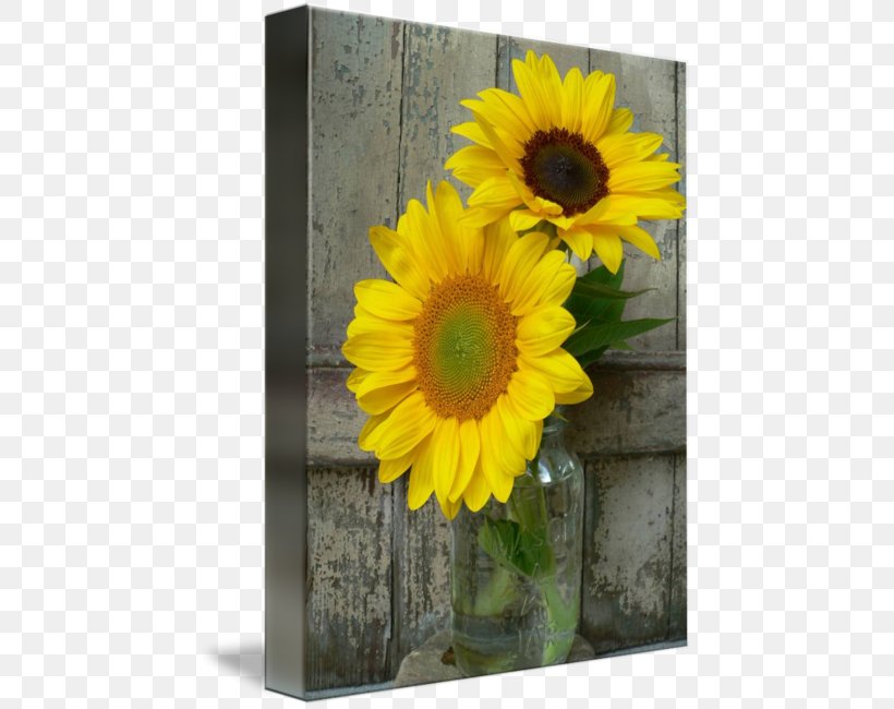 Common Sunflower Cut Flowers Transvaal Daisy Floristry, PNG, 452x650px, Common Sunflower, Cut Flowers, Daisy Family, Farm, Floristry Download Free