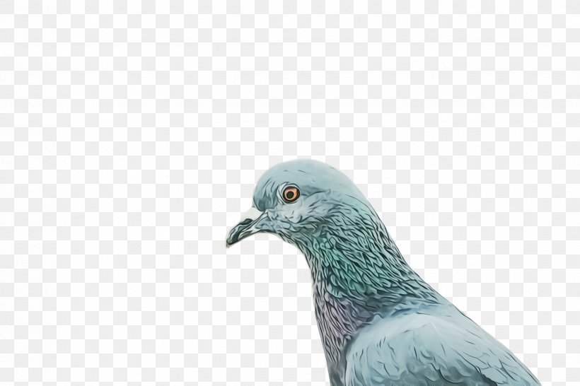 Dove Bird, PNG, 2448x1632px, Pigeon, Beak, Bird, Closeup, Dove Download Free